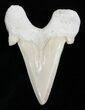 High Quality Otodus Fossil Shark Tooth #2222-1